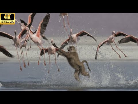The battle between baboons and flamingos #animalworld