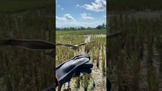 Download lagu Masih proses belajar terbang ' elang BK' #birds #burung #elang #freefly #soaringeagle mp3