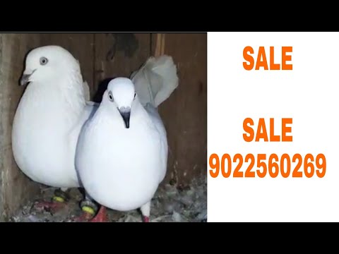 download lagu mp3 mp4 Igeon, download lagu Igeon gratis, unduh video klip Igeon