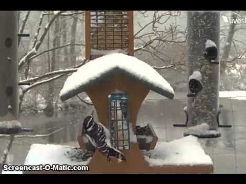 Cornell Lab FeederWatch Cam