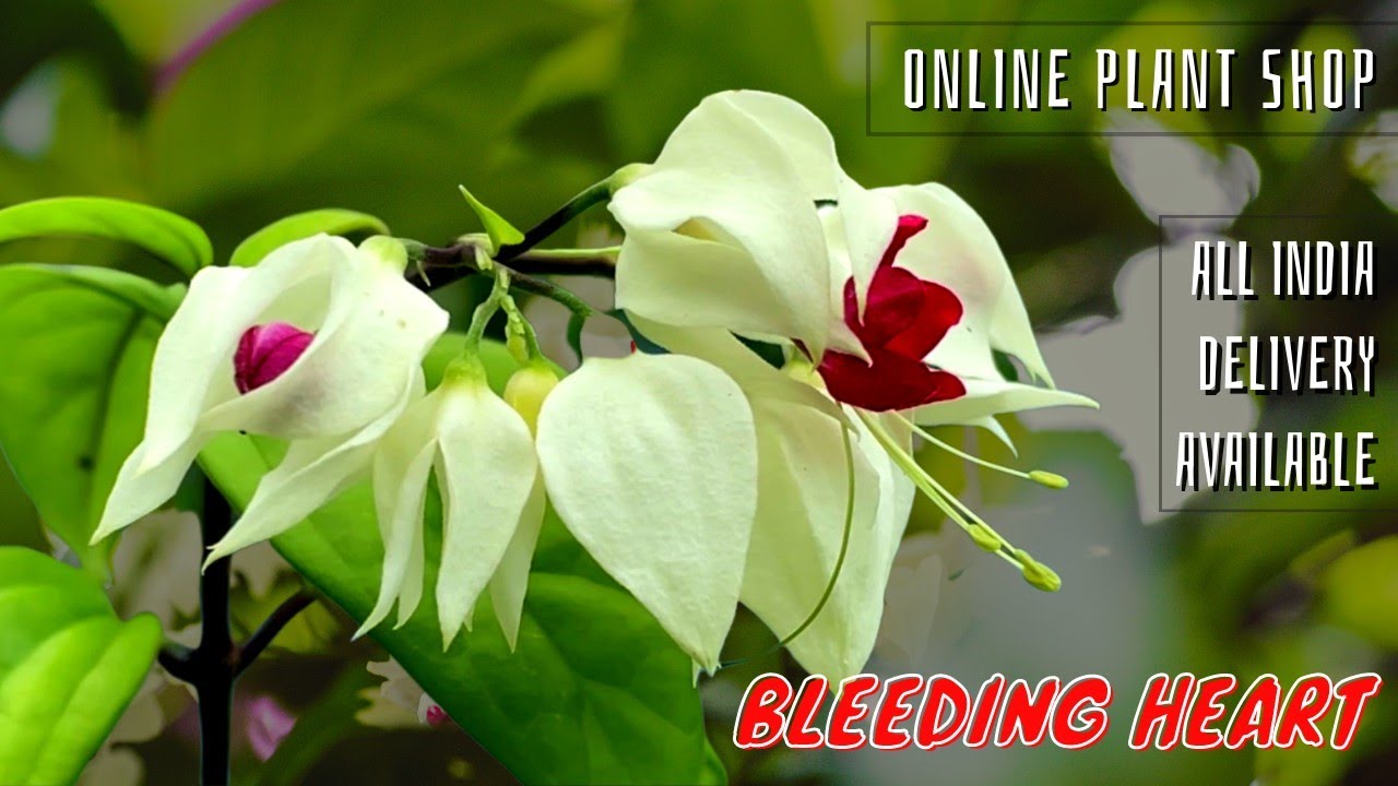 BLEEDING HEART PLANT CARE & TIPS || ONLINE PLANT SHOP|| The Flora Park || Buy plants Online