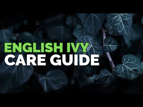 Growing English Ivy (Hedera Helix) as a Houseplant