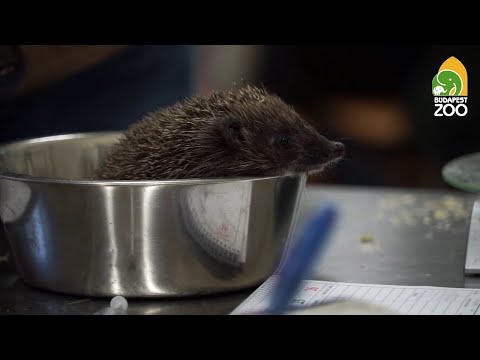 fénykép felállítása gyermekeknél erekciót támogató óvszerek