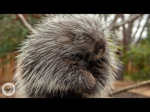 image-Do porcupines nest in trees?