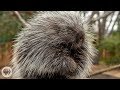 Porcupines Give You 30,000 Reasons to Back Off | Deep Look