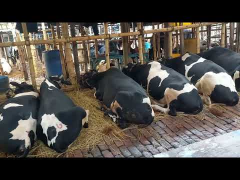 American Ranchers Raise 30,1 Million Beef Cattle This Way - American Cow Farm / caw farm