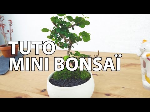 download lagu mp3 mp4 Bonsai Ginkgo Nature Et Decouverte, download lagu Bonsai Ginkgo Nature Et Decouverte gratis, unduh video klip Bonsai Ginkgo Nature Et Decouverte
