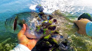 Fishing SKETCHY Jetties + Bluefish BLITZ | Cooking Bluefish