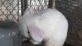 Bunny at the Corona Animal Shelter - Outside Hutch Bunny at the Corona Animal Shelter - Outside Hutch