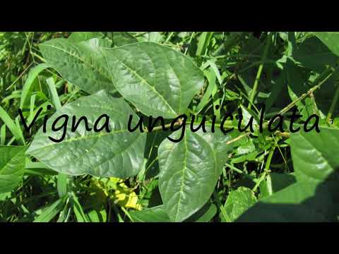 How to Pronounce Vigna unguiculata?