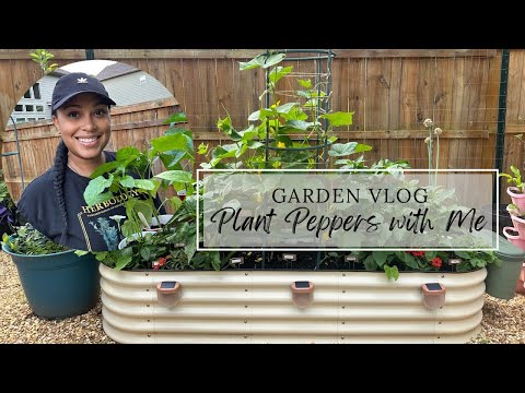 How I Plant My Peppers: Step-by-Step Guide for a Bountiful Harvest | Summer Garden | Zone 8A Georgia