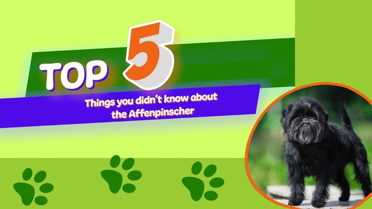 5 Things You Didn't Know About The Affenpinscher