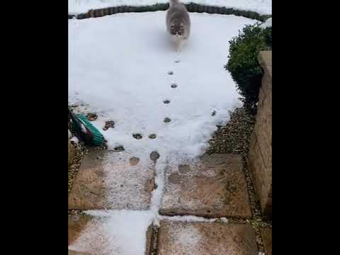 Cat walks through own footsteps in snow.