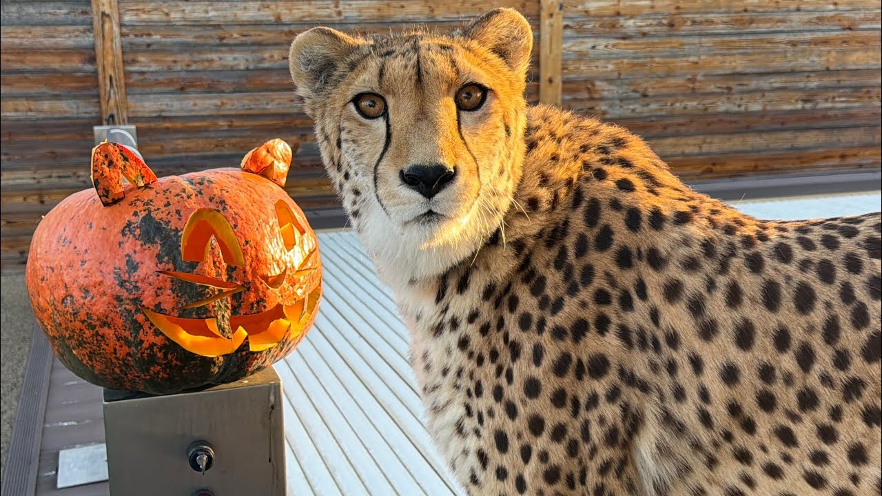 Шикарная тыква на Halloween 🎃 | Герда старательно помогала Саше создавать шедев?