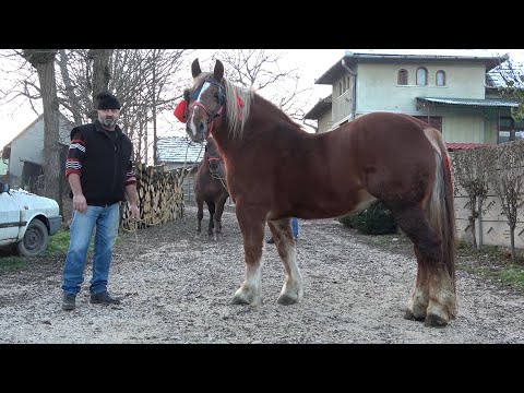 Iepele lui Ilarie de la Straja, Alba - 2020 Nou!!!