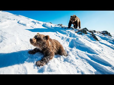 A medve anyja nem tudta megmenteni a medvebocsot! De nézd, ki jött a segítségére!