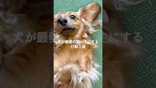 犬が最愛の飼い主にする行動3選 #犬 #いぬ #犬との暮らし #犬のいる暮らし #犬のいる生活 #犬好き #犬動画 #犬がいる生活 #いぬのいる生活 #愛犬 VOICEVOX:ずんだもん