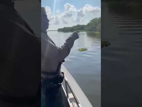Border Patrol posts Rio Grande alligator encounter