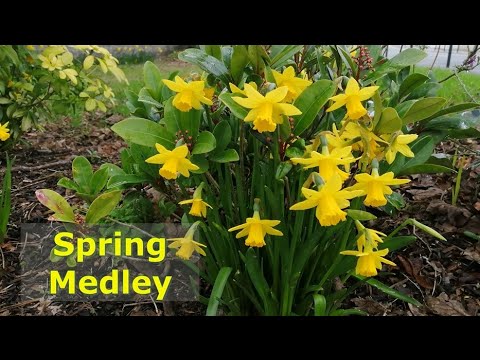 Spring Medley
