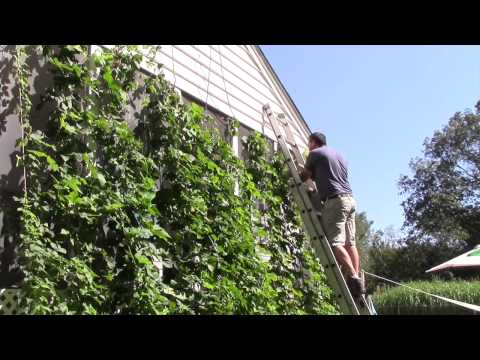 Homegrown Hops Harvest and Wet Hop Home Brewing