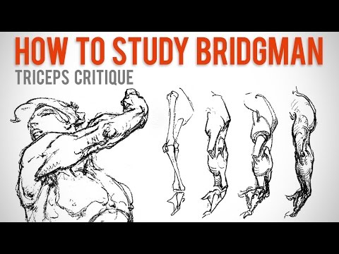 How to Study Bridgman - Student Anatomy Critique