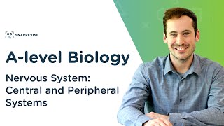 Nervous System: Central and Peripheral Systems | A-level Biology | OCR, AQA, Edexcel