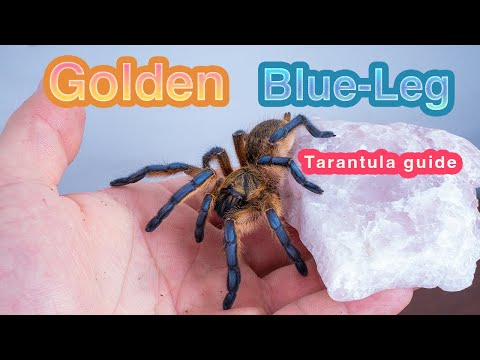 Sklípkavec zlatomodrý (Harpactira pulchripes) — video o chove a starostlivosti