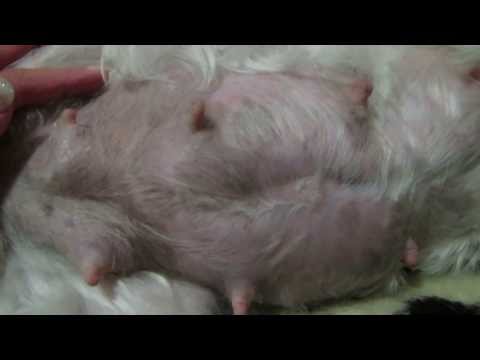 Il limone per eliminazione di pigmentary nota risposte Crema cinese contro lentiggini