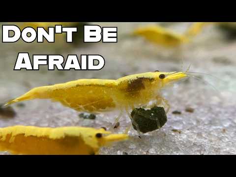 Treating Disease In Shrimp Tanks