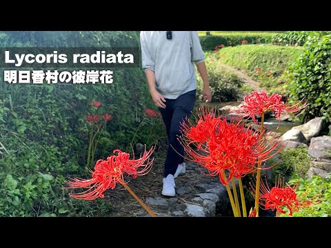 園芸 ヒガンバナ、ヒガンバナ、曼珠沙華