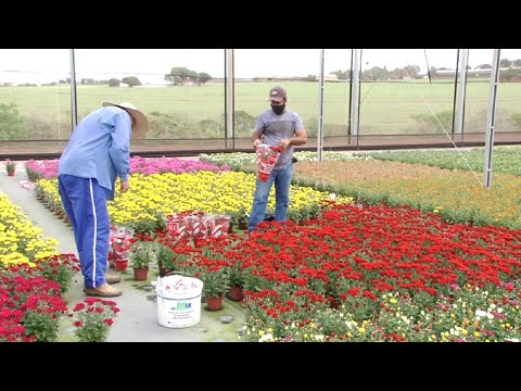 Setor de flores começa a dar sinais de recuperação