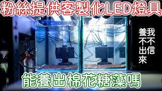 用客製化LED水族燈來養棉花糖藻 | 粉絲專業客製化燈具 | 我不相信養不出棉花糖藻