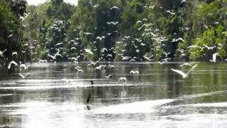preview picture of video 'Milhares de garças e mergulhões em rio da Amazónia'
