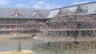 【LIVE配信】天理のシダレザクラ