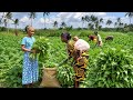 From Farm To Table African Mom Harvesting Fresh Vegetables Cooking Delicious Chicken Curry