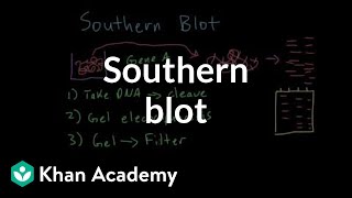 Southern blot | Biomolecules | MCAT | Khan Academy