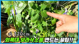 보라삭소롬 외목대로 예쁘게 키우는 꿀팁!! 1년 이상 소요 ㅠㅠ