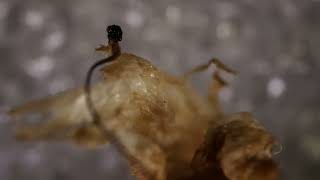 Gordian worm after being exposed to fire