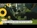 Veel meer kittens in asiels dan normaal