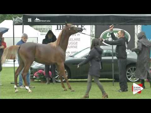 N.11 DAHAB UMM - Bruges 2016 - Yearling Colts - National (Class 2)