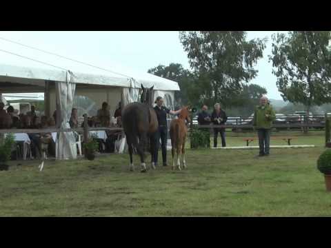 Sudweyher Fohlenschau 2015 - Kat.-Nr. 37