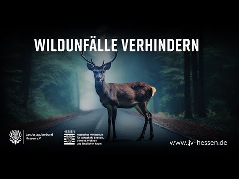 Wildunfall verhindern - Tierleid vermeiden - Was tun nach einem #Wildunfall?