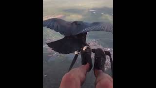 Flying with Black Vulture at 11000ft 🔥#shorts #short #shortvideo #shortsfeed #viralshort #vultures
