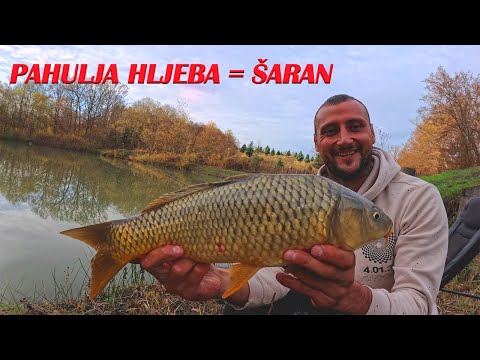 Pecanje na Plovak - Ribolov Šarana na Pahulju Hljeba i Ljepota zbog koje se zove Strast za Pecanjem!