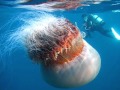 Diver Killed By Huge Jellyfish! - YouTube