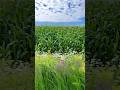 Greensleeves - André Rieu