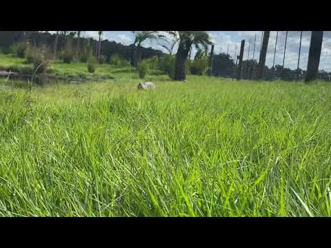 Cuban Crocodile Galloping to Me!