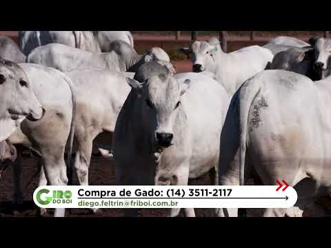 LINS (SP) SE DESTACA COM BOIADA DE QUASE 24@ NA TIP; CONFIRA