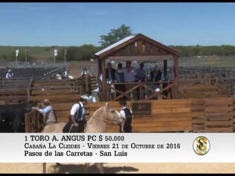21-10-16 Venta de Toros Angus - Cabaña La Cleides - Paso del las Carretas (San Luis)