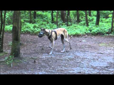 Amazing transformation from scared galgo into a happy galgo